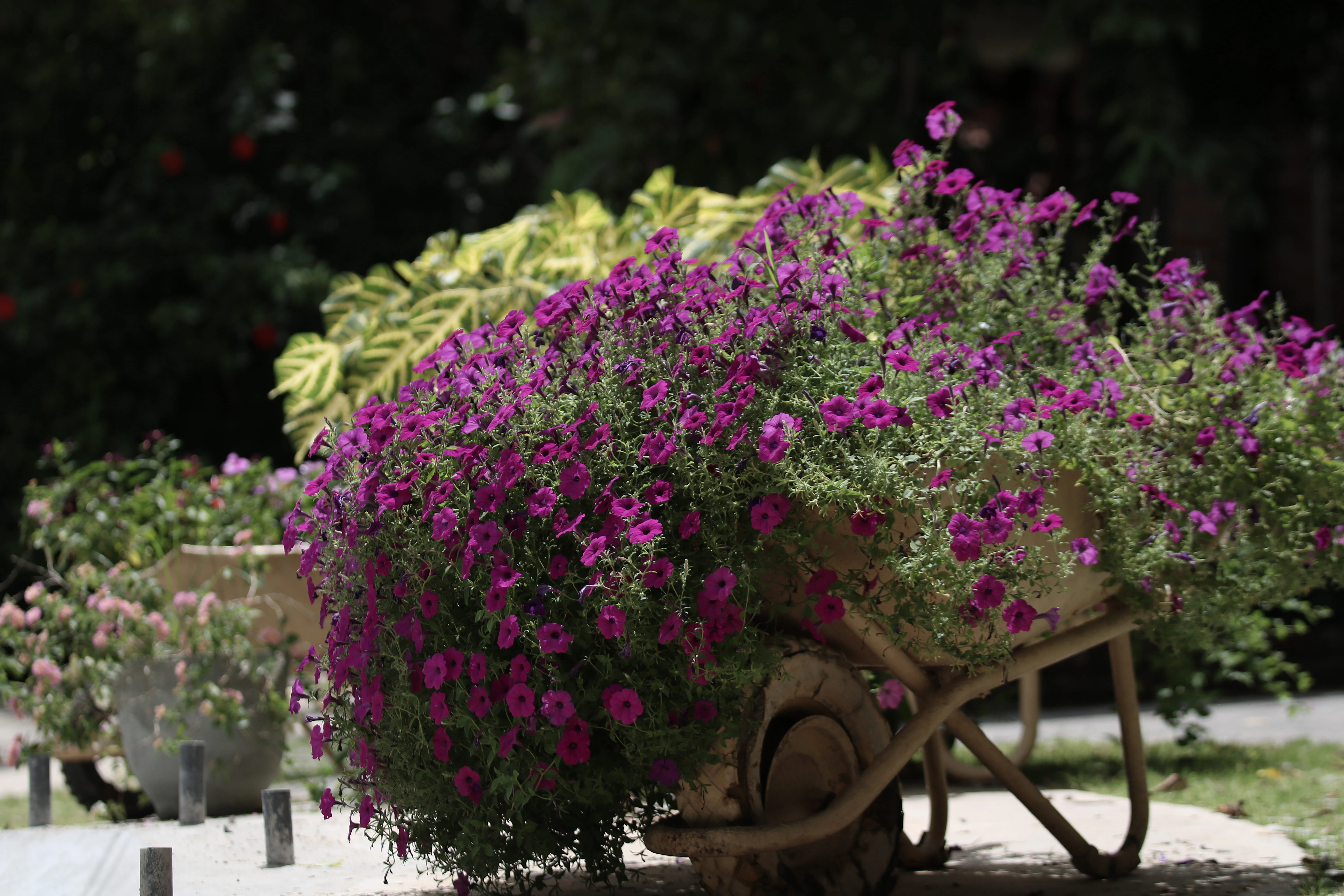Orchid Discovery